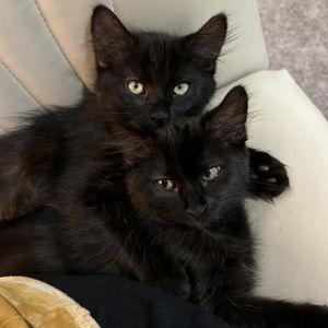 Kitten Fund
