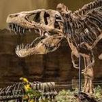 Carnegie Museum of Natural History