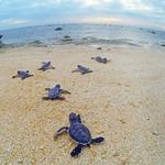 Snorkeling & Turtle Nesting