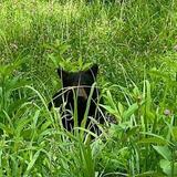 Cades Cove Scenic Loop