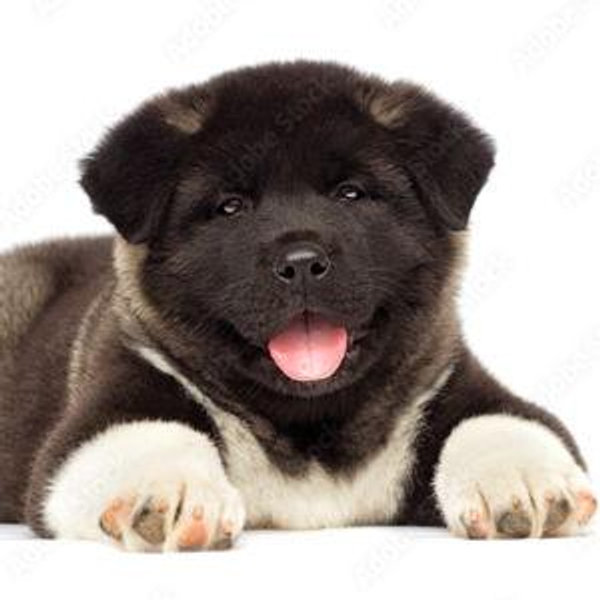 Our First Puppy Fund
