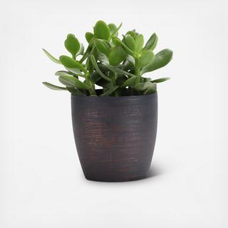 Jade Plant