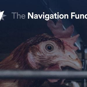 Bringing an End to Cages | The Navigation Fund