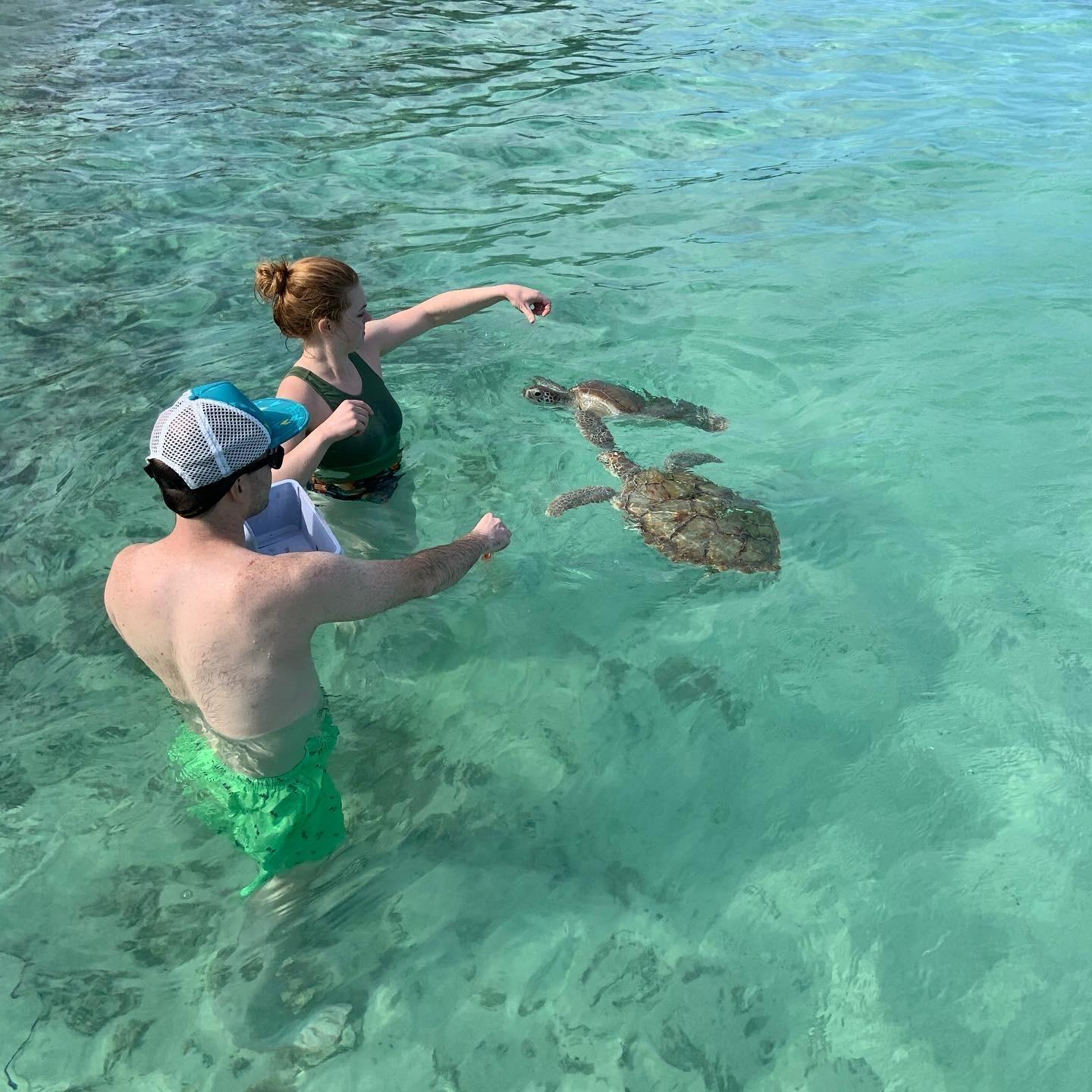 Feeding sea turtles in Eleuthera, Bahamas