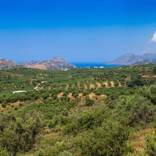 Olive Oil Tour and Tasting in Naxos