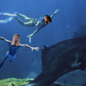 Honeymoon- Send us snorkeling with the manta rays!