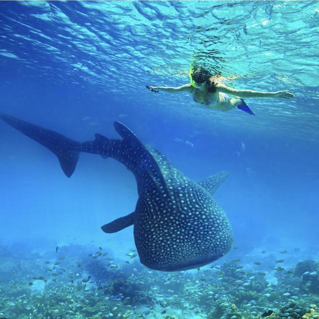 Swimming with Whale Sharks