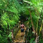 El Yunque National Forest