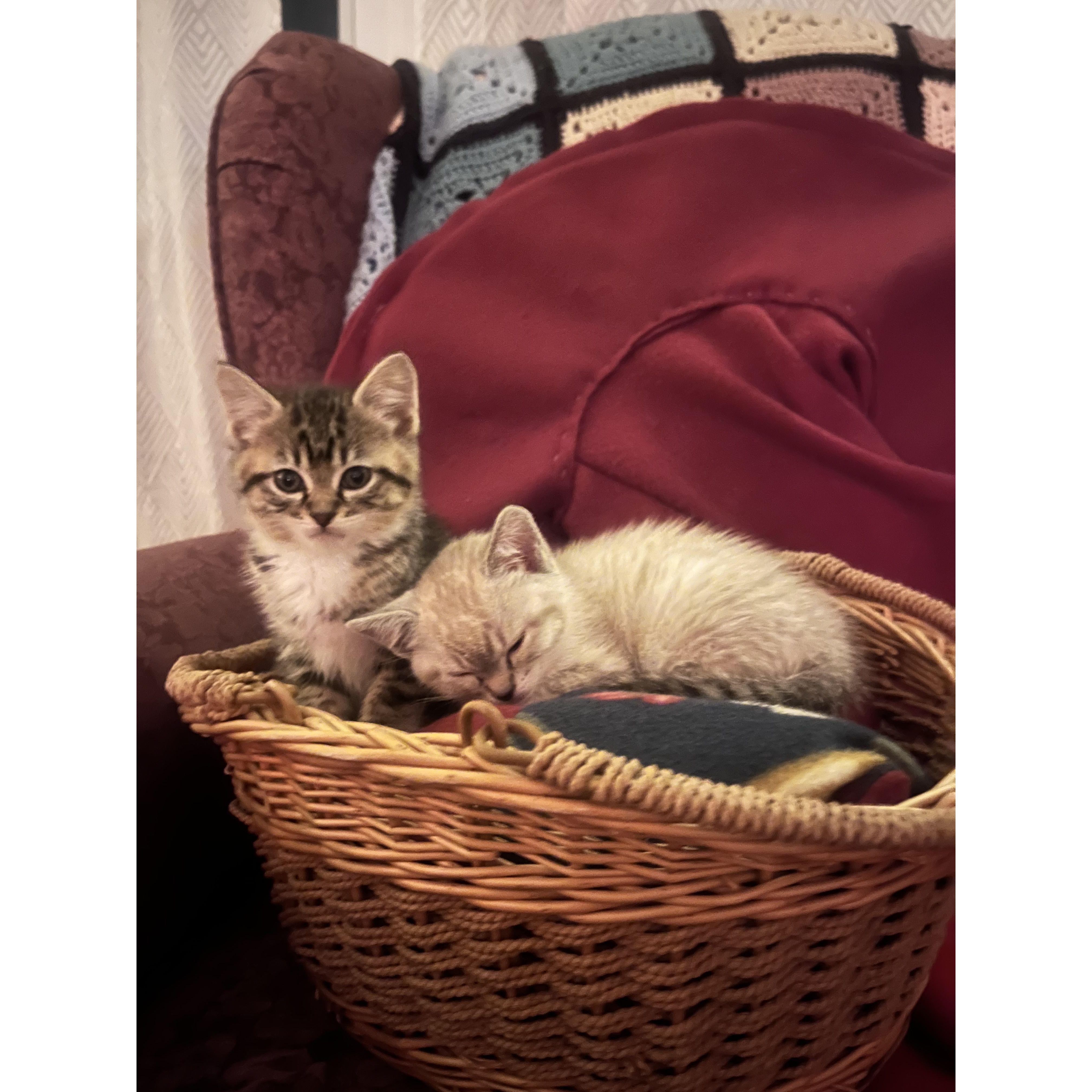 Adopted the latest additions to the family; Juno and Bean.