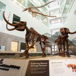 University of Michigan Museum of Natural History