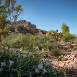 Boyce Thompson Arboretum
