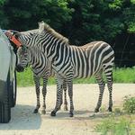 Shamba Safari