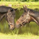 Bridle Hill Farm Horseback Riding
