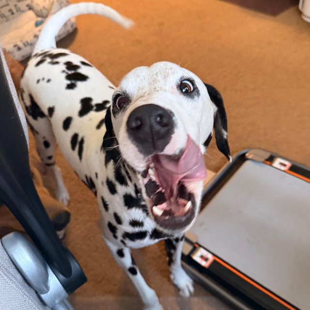 Year's Supply Of Pet Treats
