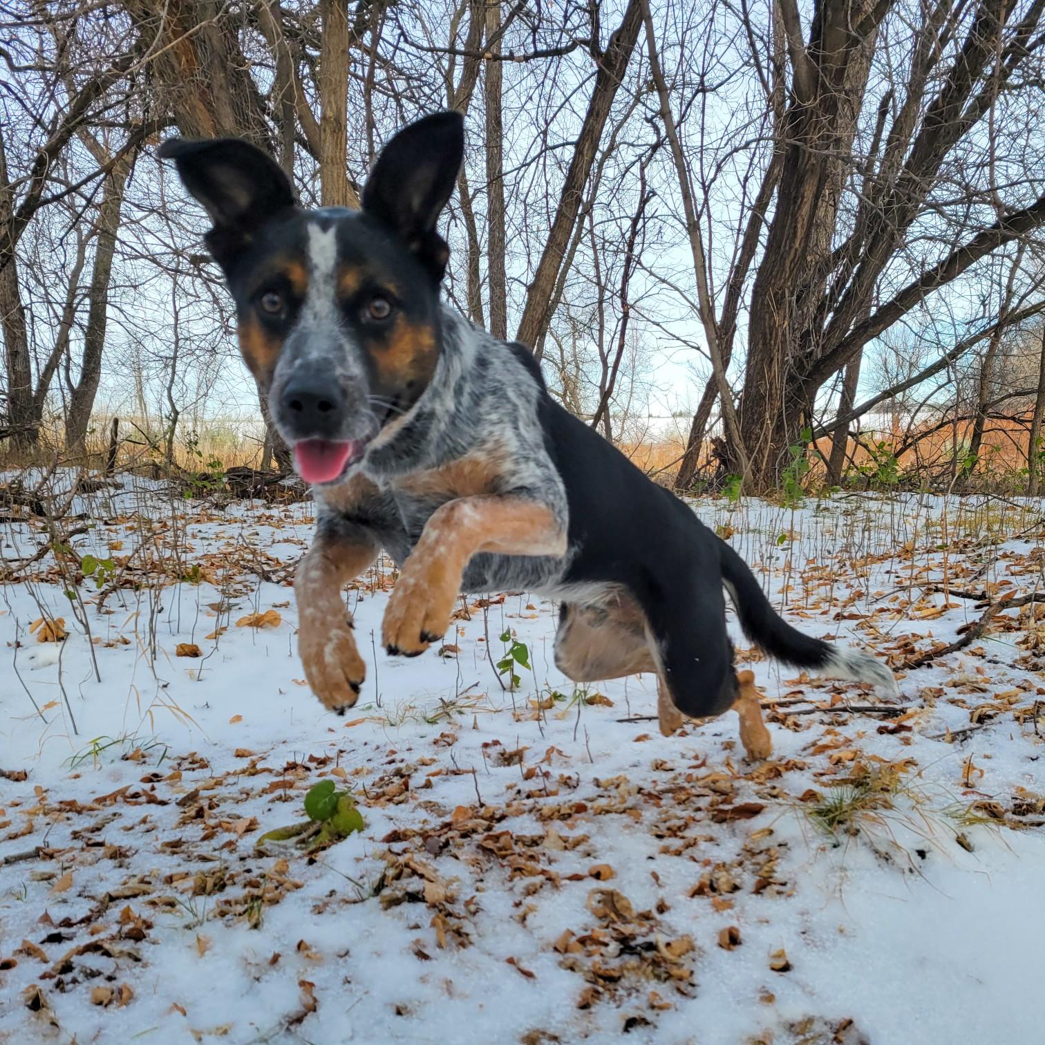 Moose on his daily trail walk enjoying the snow