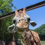 Dickerson Park Zoo