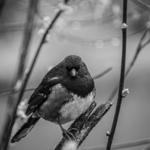 Salmon Creek Greenway Trail