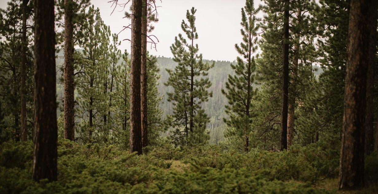 The Wedding Website of Summer Vigil and Wyatt Simianer
