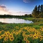 The Morton Arboretum