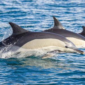 Dolphin and Whale Watching Cruise
