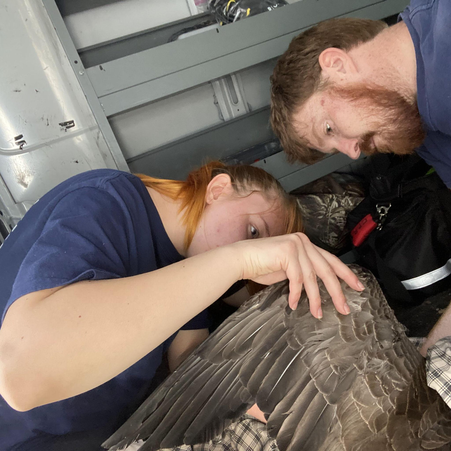 Goose rescue