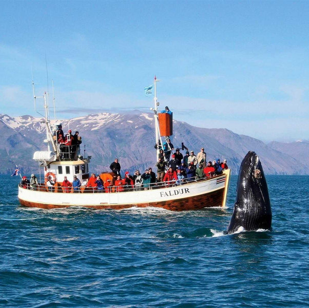 Whale watching in Iceland