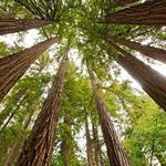 Muir Woods National Park