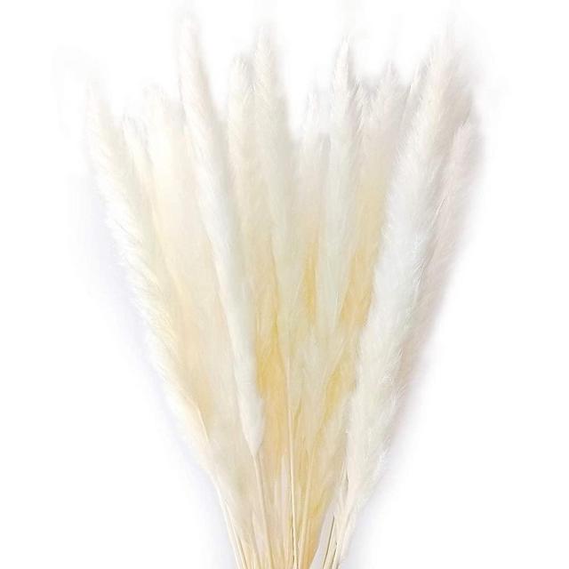 Dongliflower 50 Pcs Natural Dried Small Pampas Grass, Reed Plume,Phragmites Communis,Wedding Flower Bunch, 24” Tall for Home Decor (White)