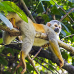 Manuel Antonio