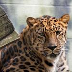 Erie Zoo