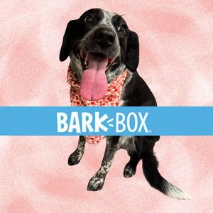 BarkBox - One Month Gift Box