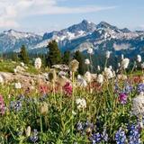 Mount Rainier National Park