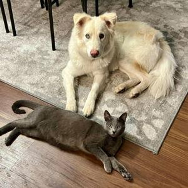Pet Sitter For Our Wedding & Honeymoon