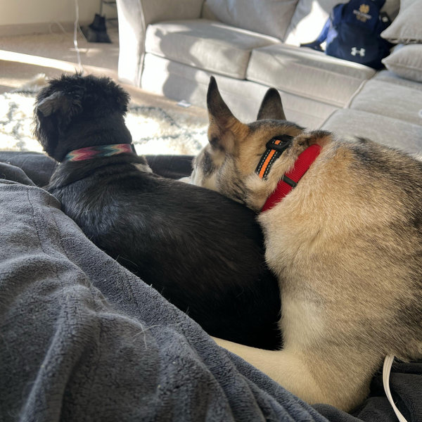 Pet Hotel For Our Honeymoon