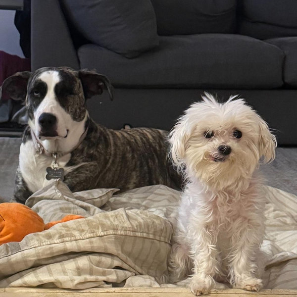 Year's Supply Of Pet Treats and Toys