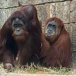 Greenville Zoo