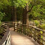 Corkscrew Swamp Sanctuary Boardwalk