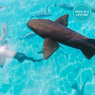 Private Feed the Sharks Tour at Aquarium of the Bay - San Francisco