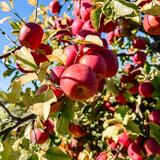 Meckley’s Flavor Fruit Farm