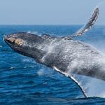 Monterey Bay Whale Watch