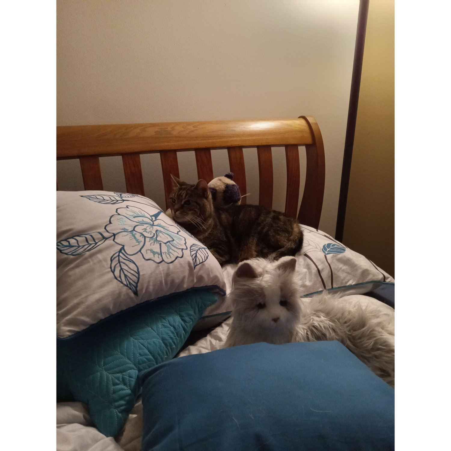 Boonie getting to know her new kitty.
