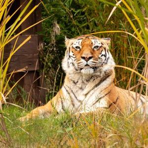 Donation to The Wild Animal Sanctuary