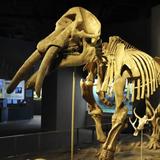 Denver Museum of Nature & Science