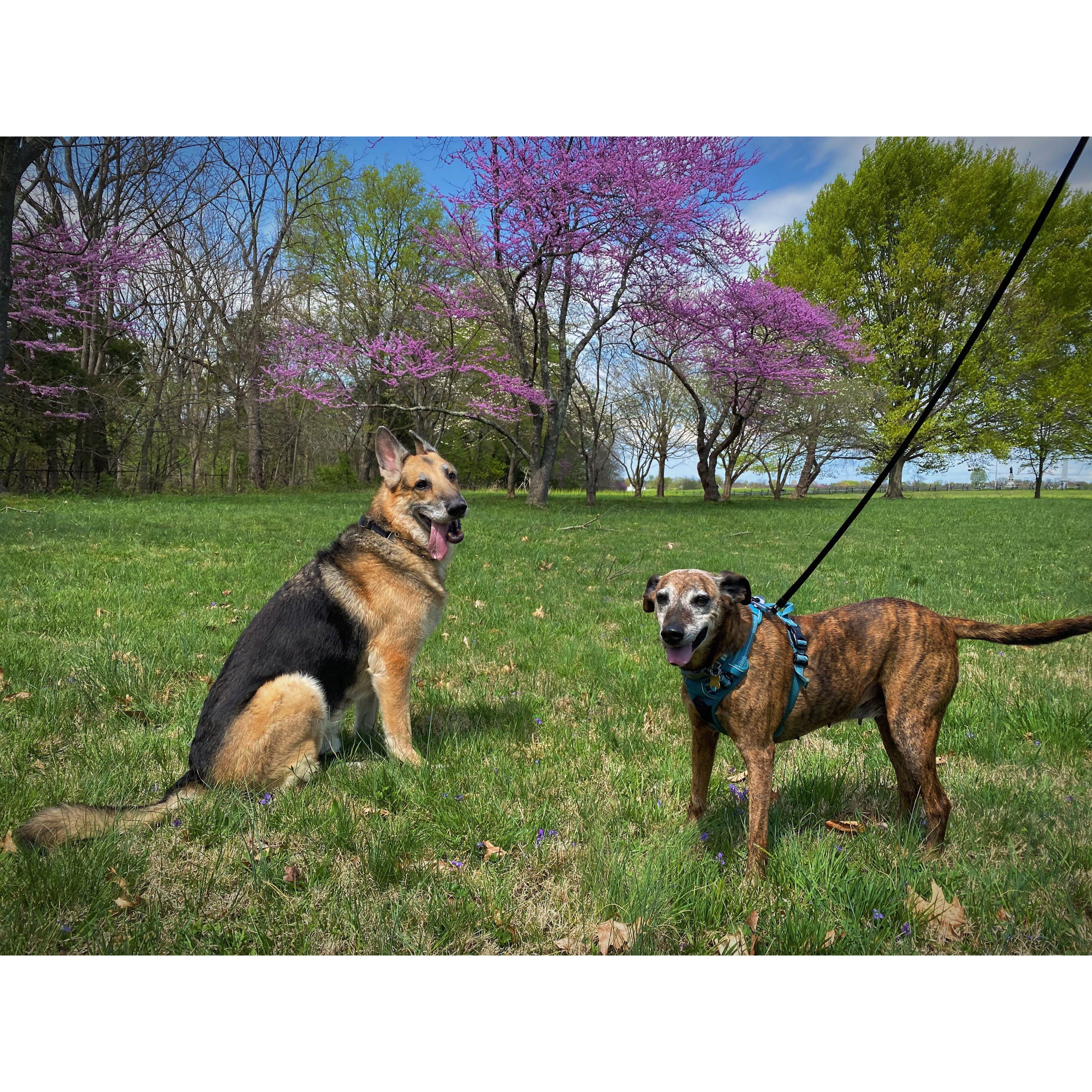 Panzer & Lila at Antietam Battlefield in the spring of 2021