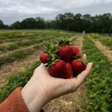 McKenzie's Farm