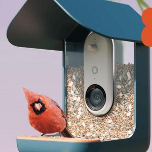 Smart Bird Feeder PRO