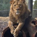 Lincoln Park Zoo