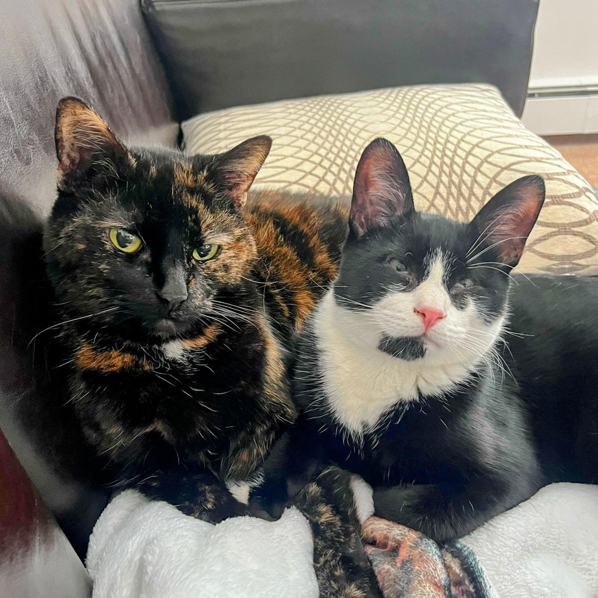 Our fur babies Buttercup and Bones