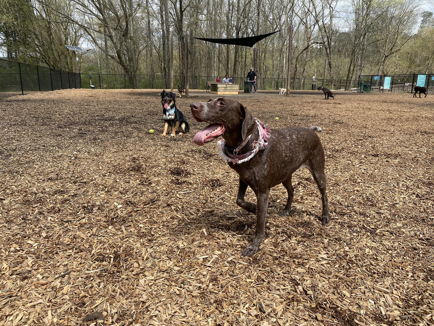 Our girls at the dog part we first met at ❤️