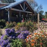 Cavender Creek Vineyards